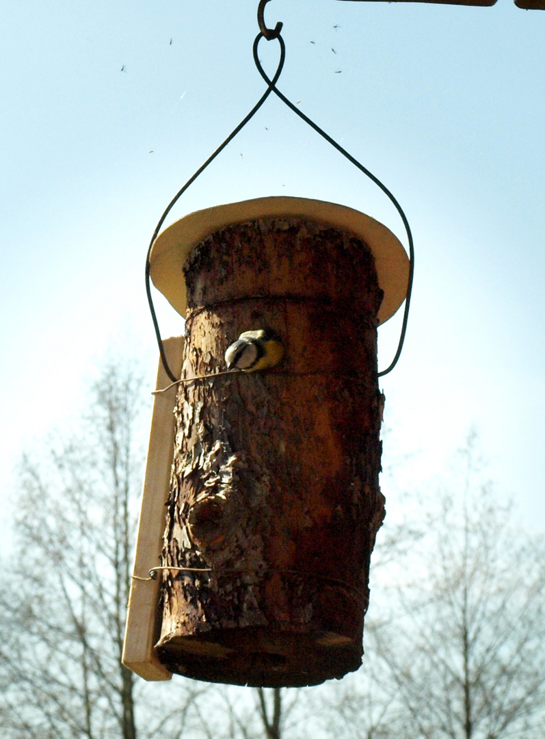 Der kleine Vogel