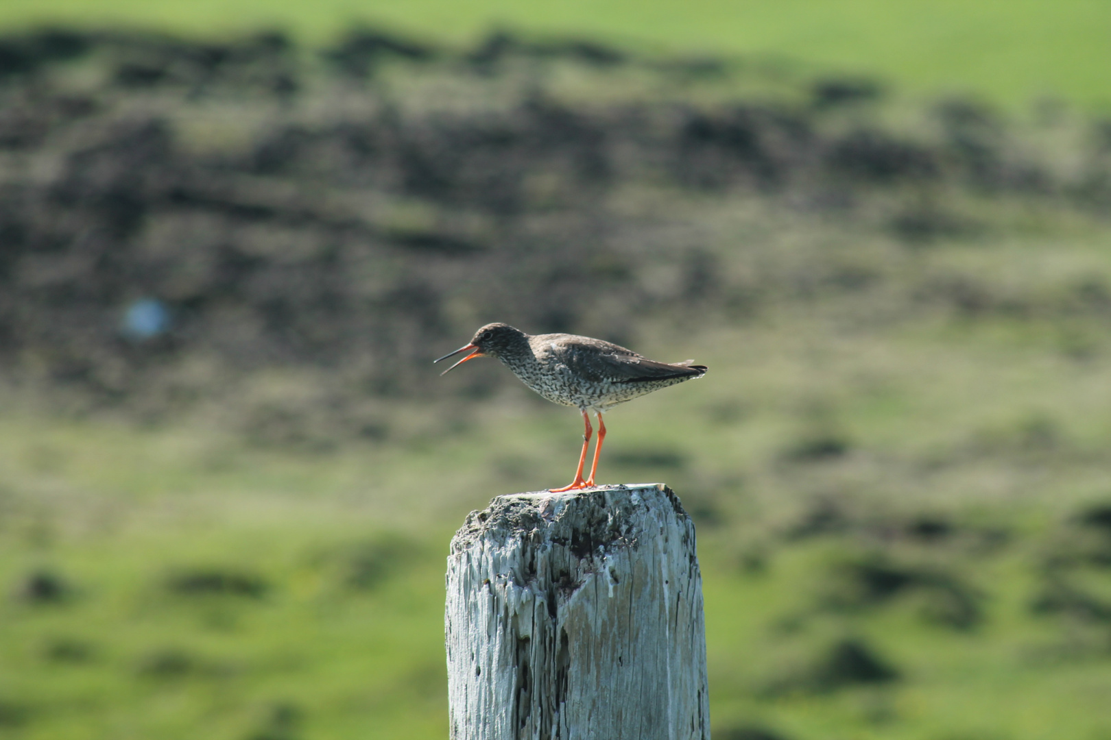 Der kleine Vogel