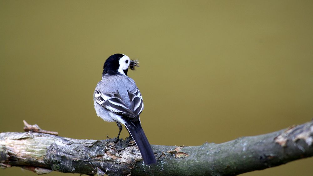 Der kleine Vogel aus dem Harz ....