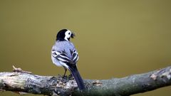 Der kleine Vogel aus dem Harz ....