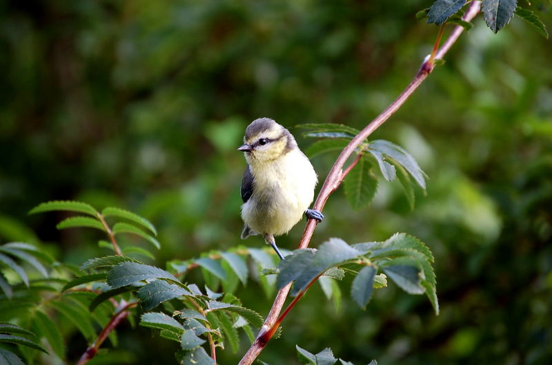 Der kleine Vogel der seine Welt erkundigt