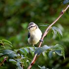 Der kleine Vogel der seine Welt erkundigt