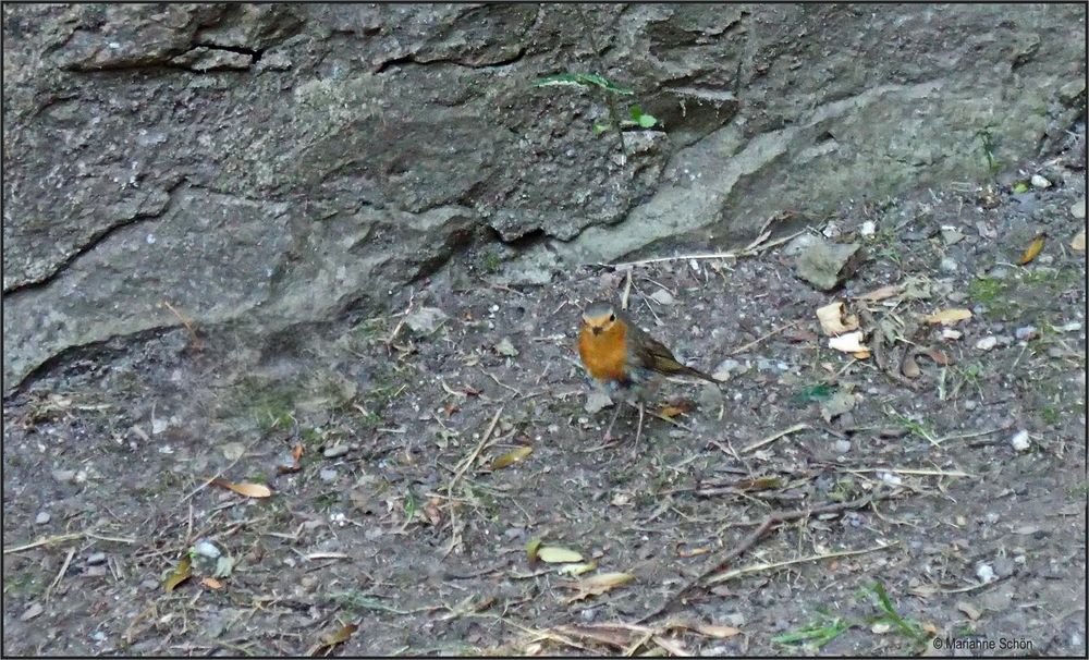 Der kleine Vogel des Jahres 2021...