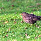 Der kleine Vogel