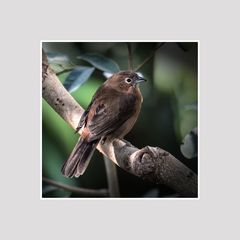 Der kleine Vogel, gesehen im Zürcher-Zoo