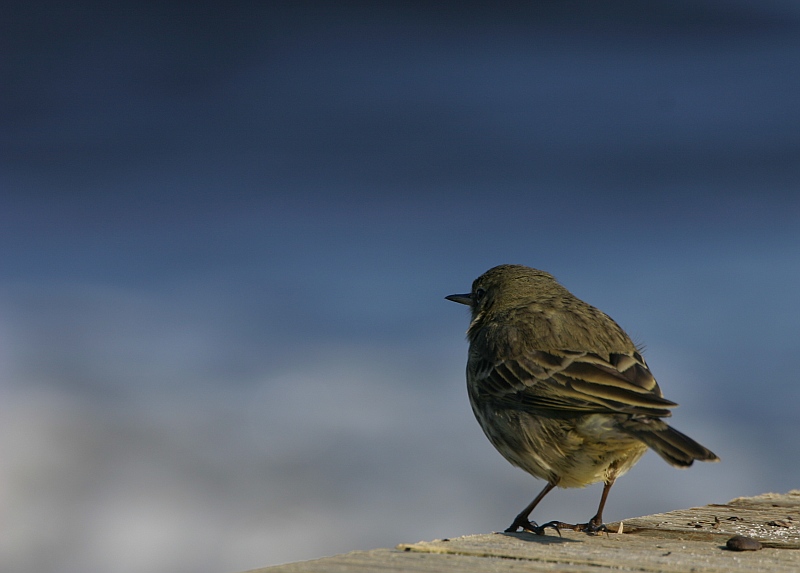 Der kleine Vogel und das Meer.