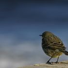 Der kleine Vogel und das Meer.