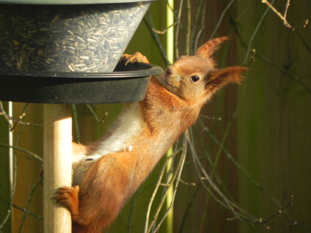 Der kleine Vogelfutterdieb