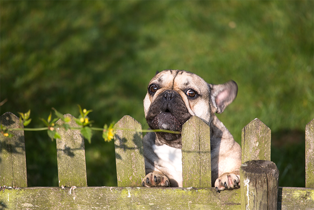 der kleine Wachhund