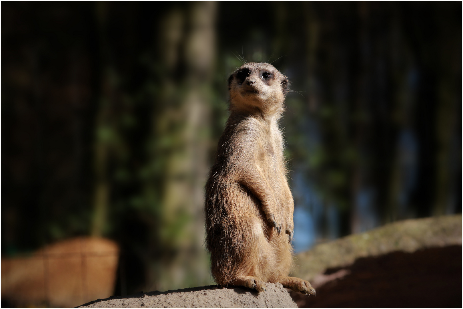 Der kleine Wächter