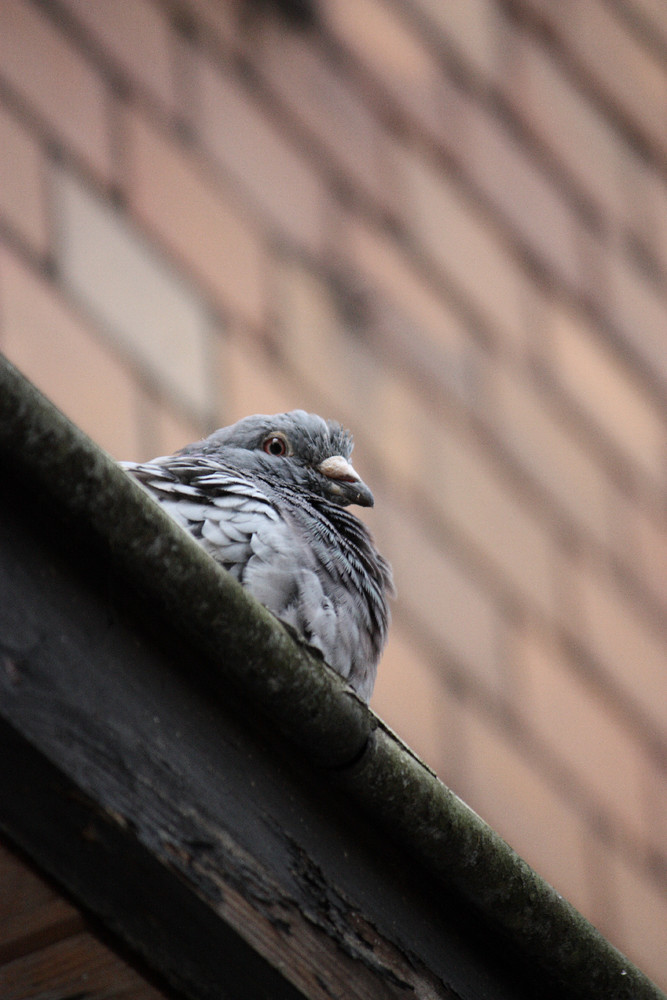 Der kleine Wächter Marburg´s