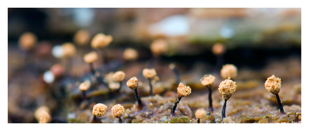 Der kleine Wald der Pilze