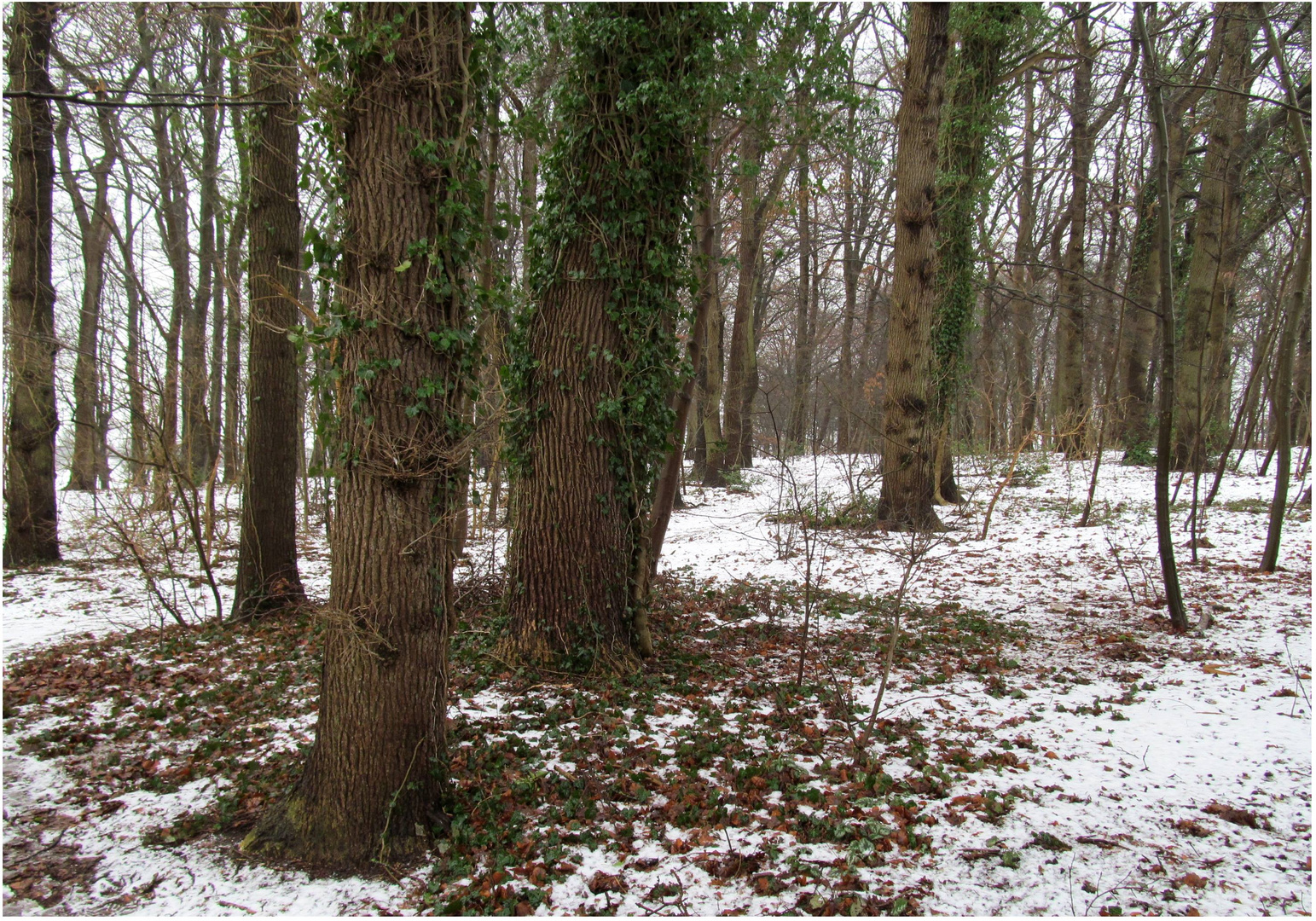 der kleine Wald im Süd / Westen