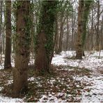 der kleine Wald im Süd / Westen