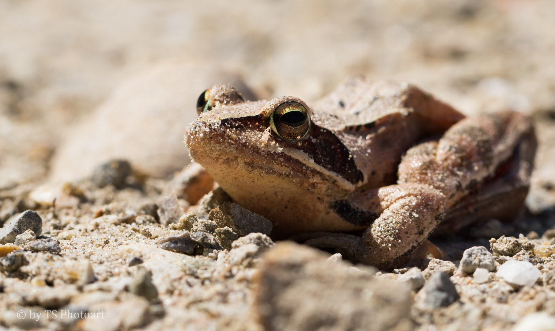 Der kleine Waldfrosch