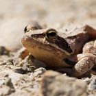 Der kleine Waldfrosch