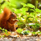 Der kleine Waldkobold