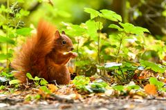 Der kleine Waldkobold