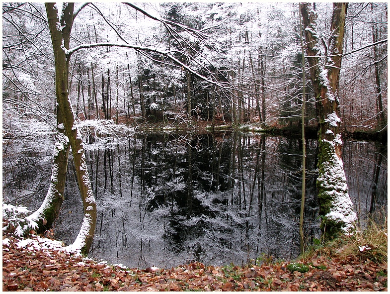 Der kleine Waldsee