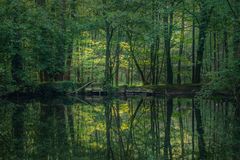 Der kleine Waldsee.......