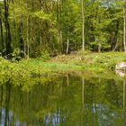 Der kleine Waldsee