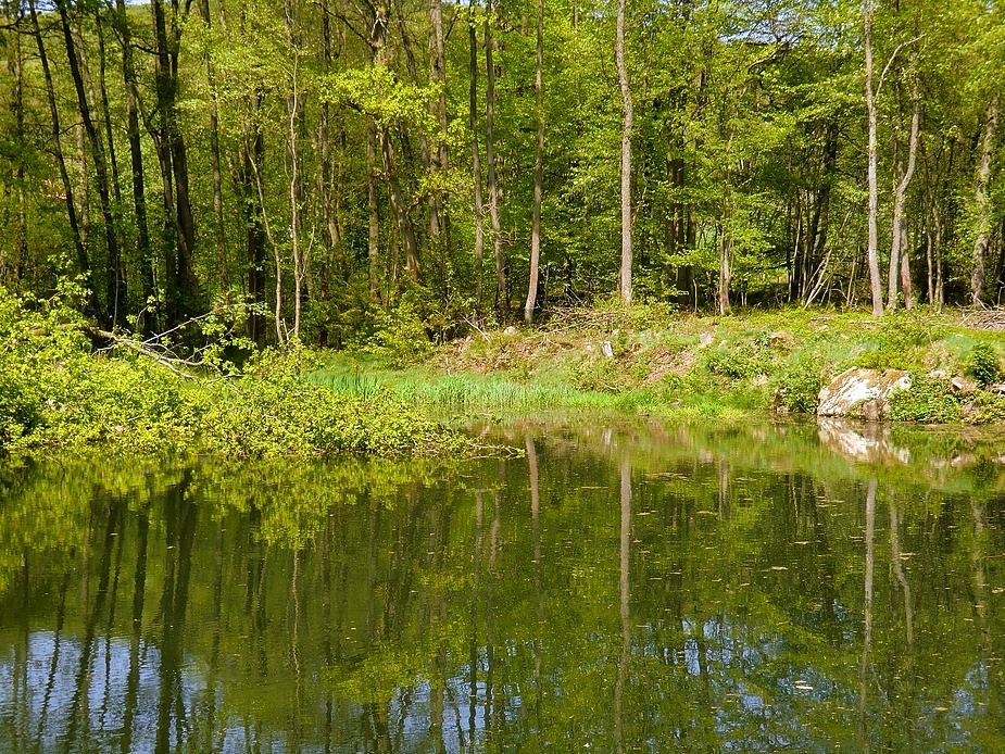 Der kleine Waldsee Foto & Bild landschaft, bach, fluss & see, see