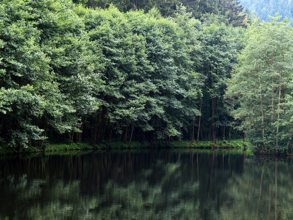 Der kleine Waldsee