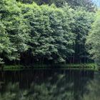 Der kleine Waldsee