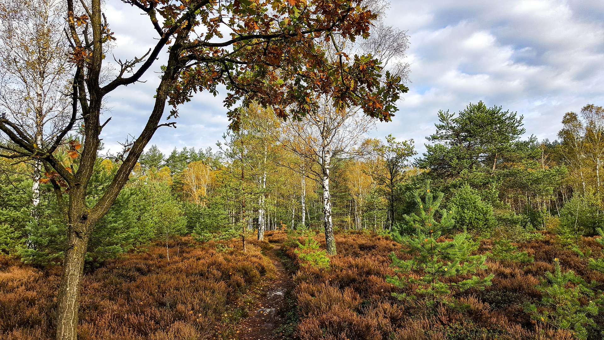 Der kleine Waldweg