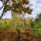 Der kleine Waldweg