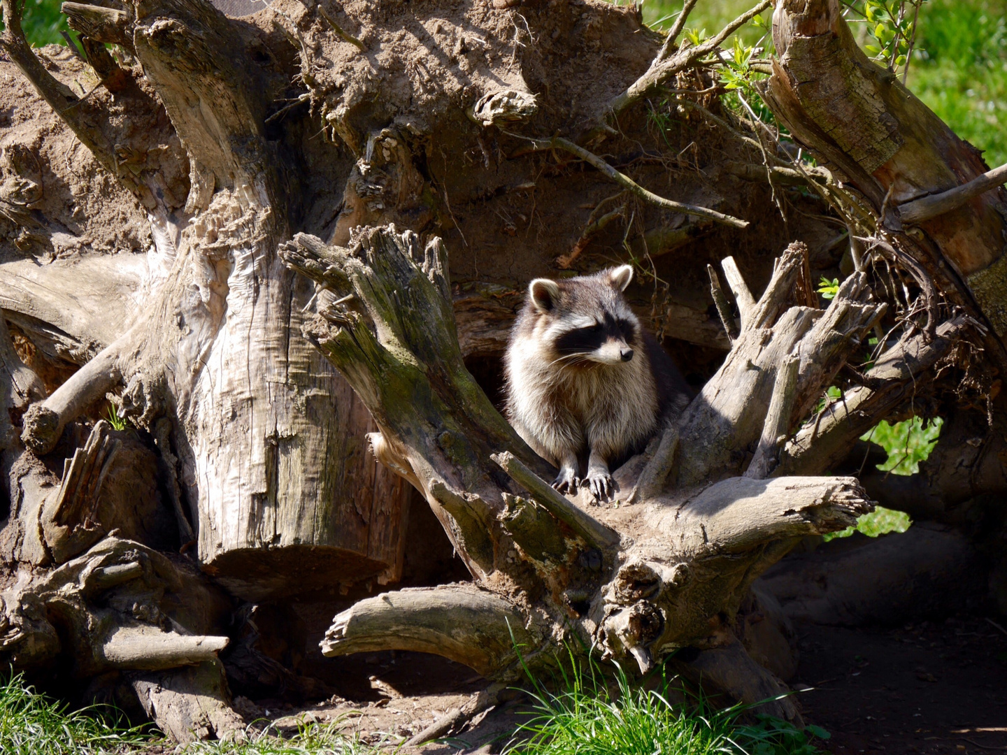 Der kleine Waschbär