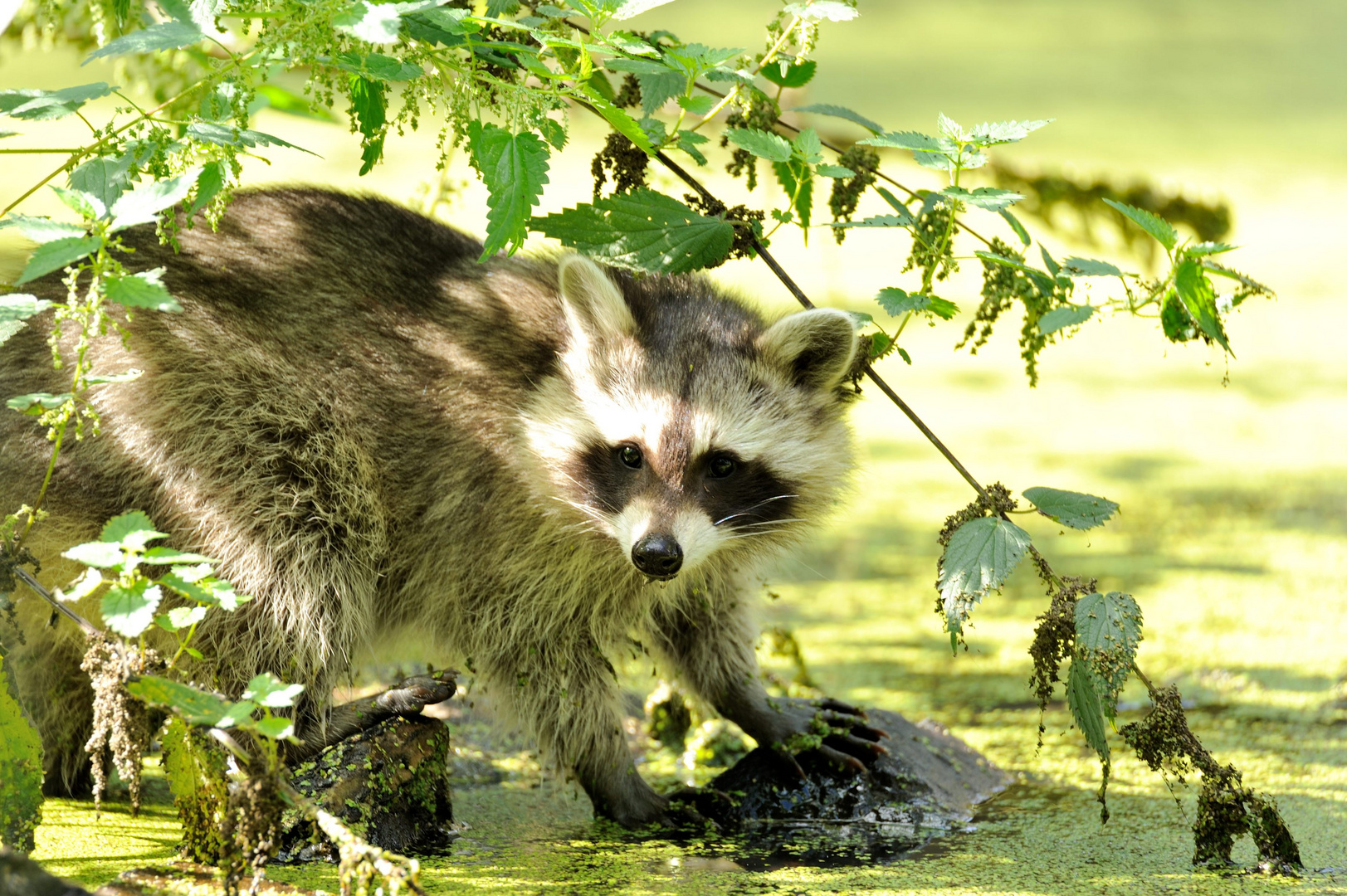 der kleine Waschbär