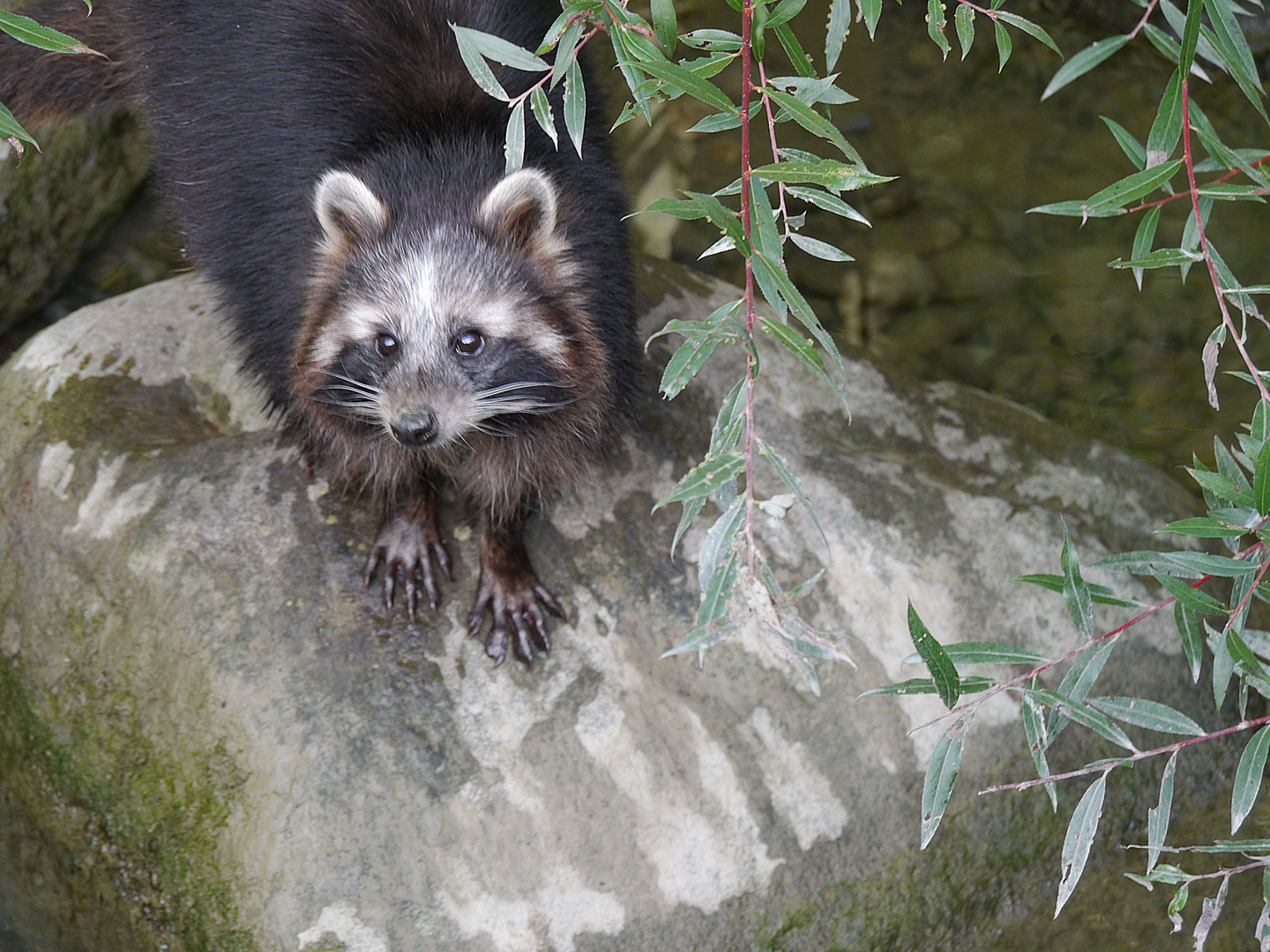 der kleine Waschbär guckt verwundert