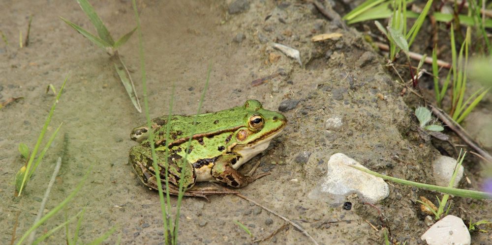 Der kleine Wasserfrosch