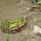 Der kleine Wasserfrosch