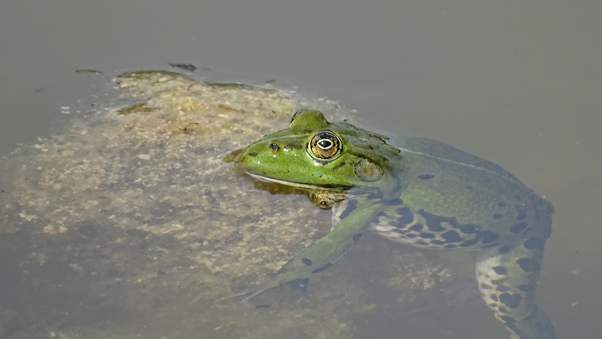 Der Kleine Wasserfrosch