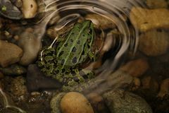 der kleine Wasserfrosch