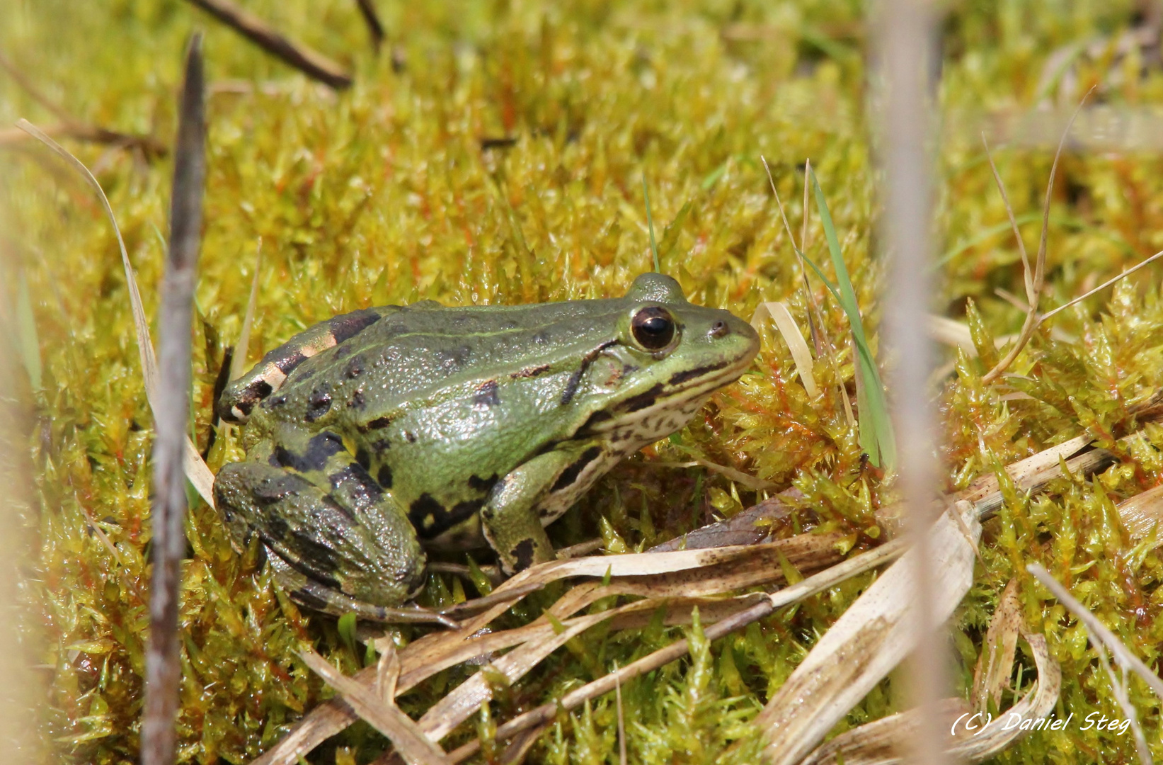 Der kleine Wasserfrosch