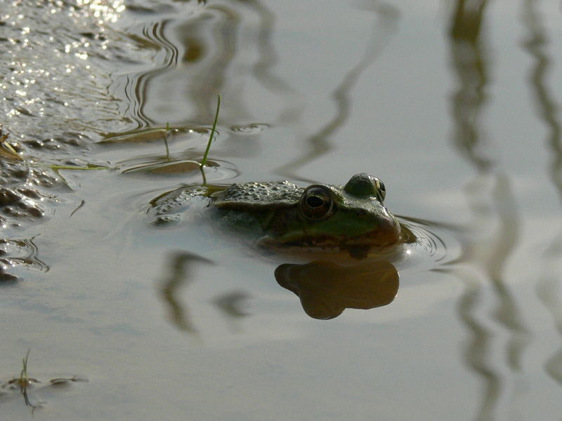 Der Kleine Wasserfrosch