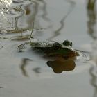 Der Kleine Wasserfrosch