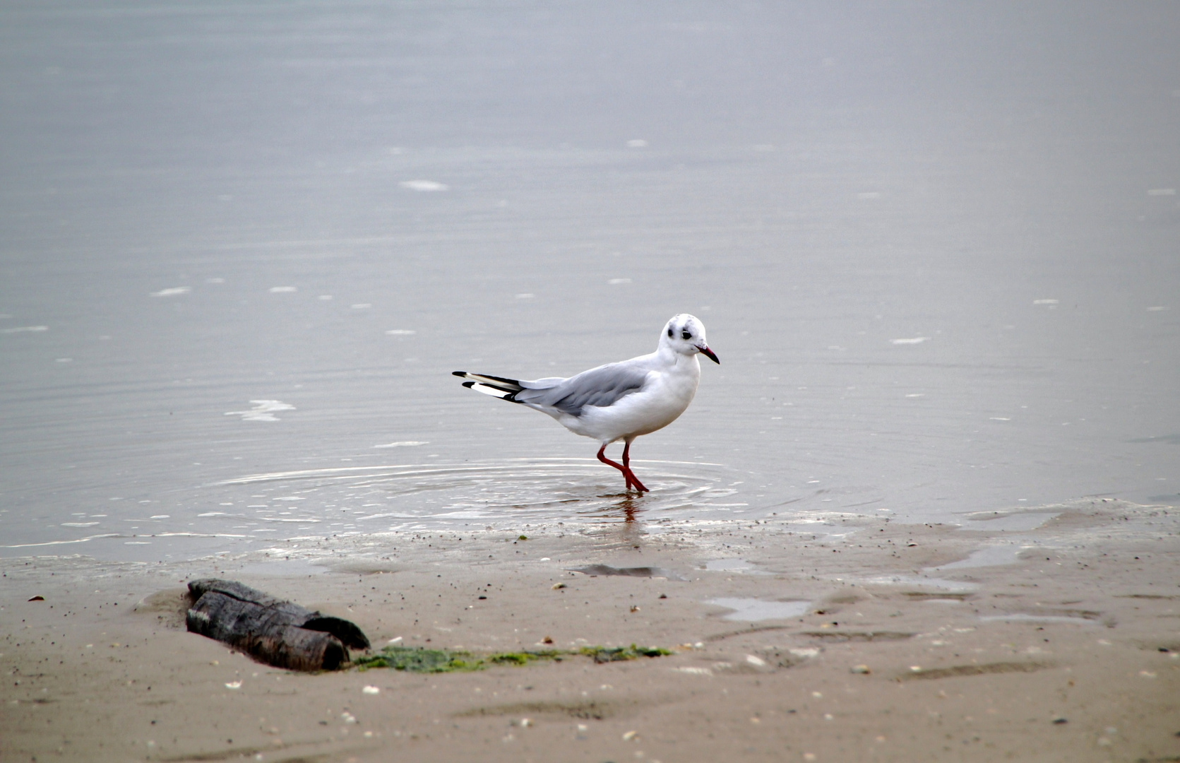 Der kleine Wassertreter