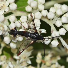 Der Kleine Weidenglasflügler (Synanthedon formicaeformis) - ein Männchen - . . .