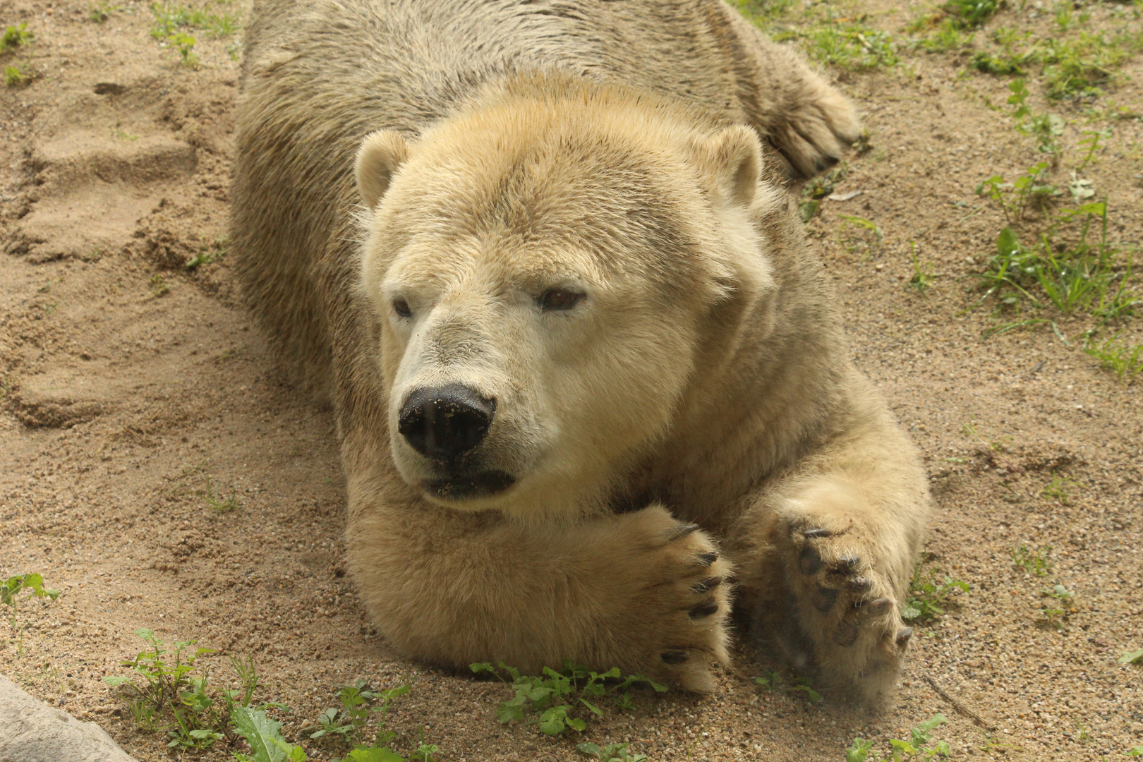 Der kleine weiße Bär