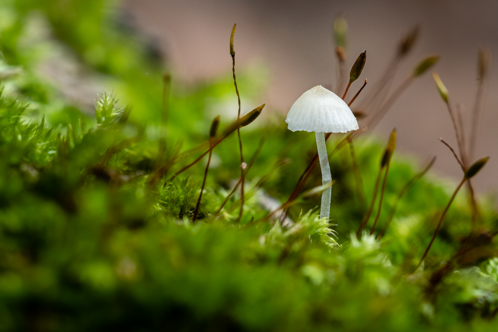 Der kleine weiße Pilz