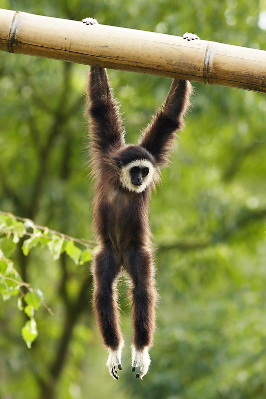 der kleine Weißhandgibbon