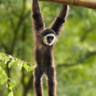 der kleine Weißhandgibbon