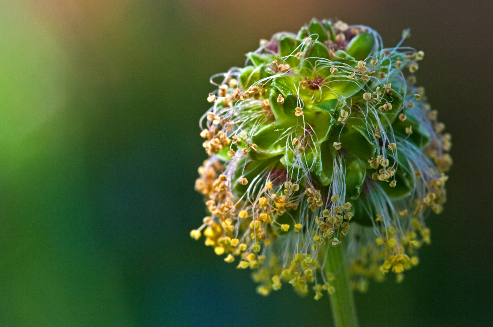 Der Kleine Wiesenknopf