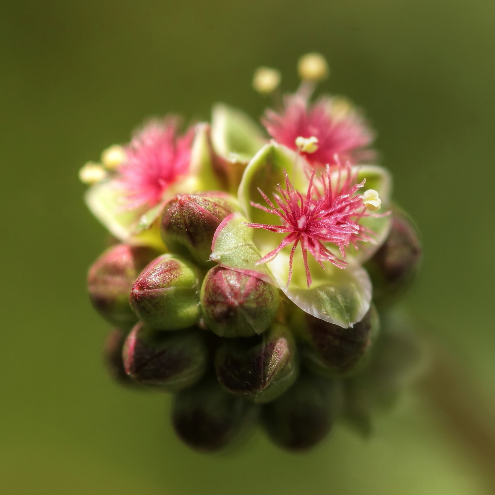 Der Kleine Wiesenknopf...