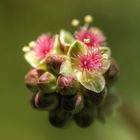 Der Kleine Wiesenknopf...