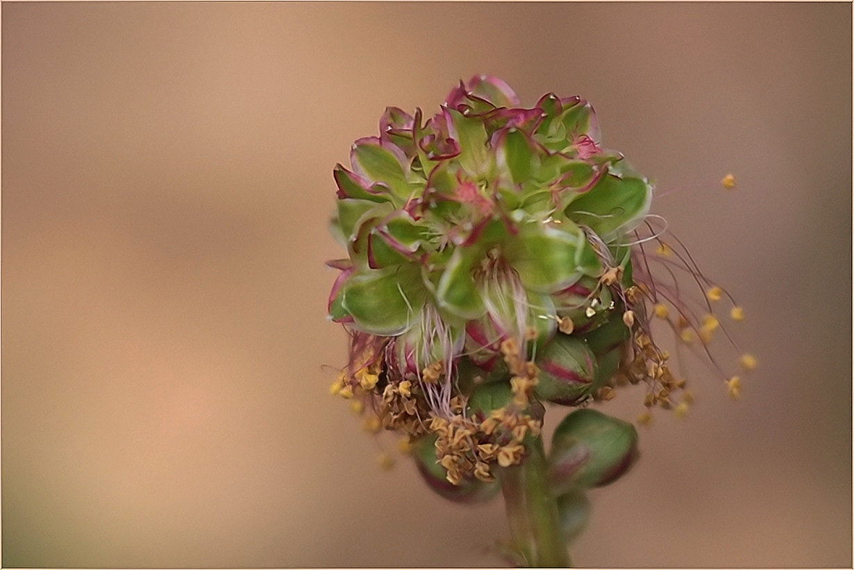 der kleine Wiesenknopf